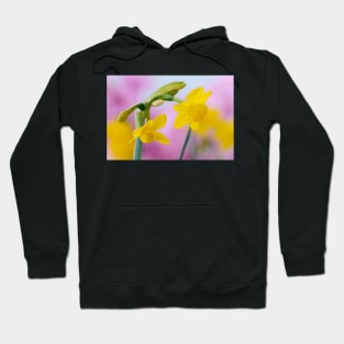 Narcissus  &#39;Little Oliver&#39;   Division 7 Jonquilla  Daffodil Hoodie